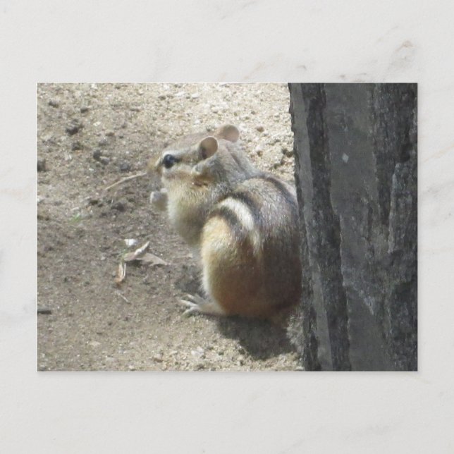 Carte Postale Chipmunk Midland Ontario (Devant)