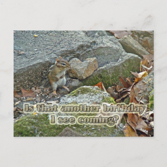 Carte Postale Chipmunk on Rock Items Anniversaire (Devant)
