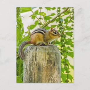 Carte Postale Chipmunk sur un poteau de clôture
