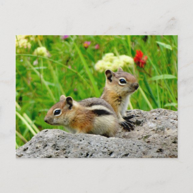Carte Postale Chipmunks (Devant)