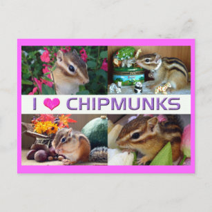 Carte Postale Chipmunks pohto