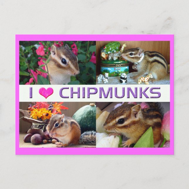 Carte Postale Chipmunks pohto (Devant)