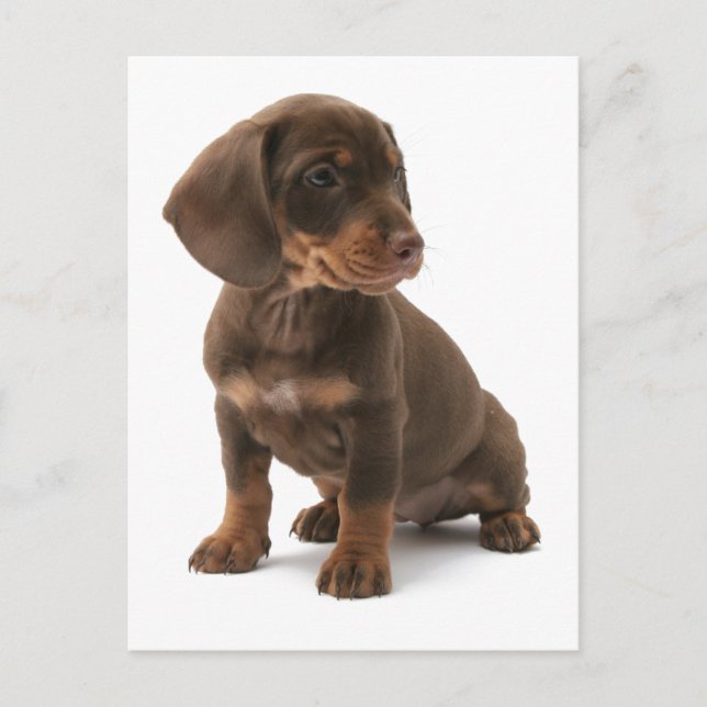Carte postale Chipot Dachshund (Devant)