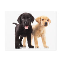 Carte postale Chipot Yellow & Black Labrador Retri