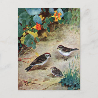 Carte Postale Chipping Sparrow Family and Nasturtiums