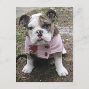 Carte Postale Chippon anglais Bulldog