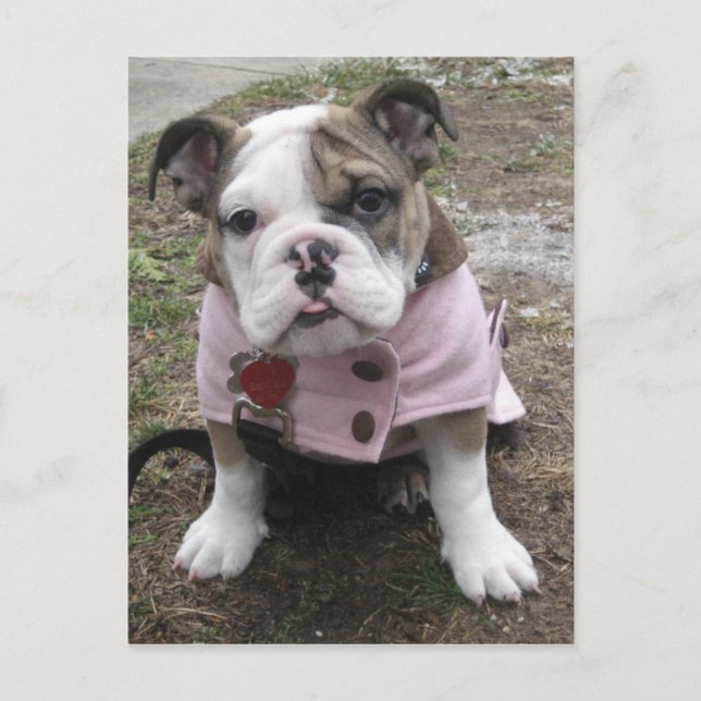 Carte Postale Chippon anglais Bulldog (Devant)