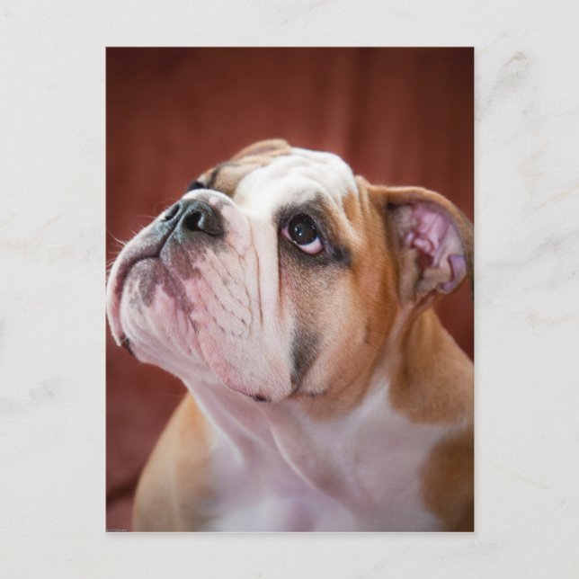 Carte Postale Chippon de Bulldog anglais (Devant)