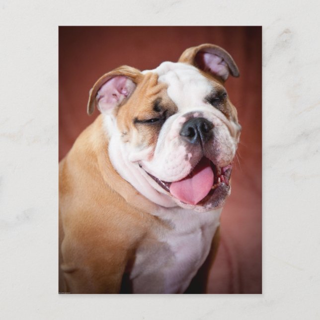 Carte Postale Chippon de Bulldog anglais (Devant)