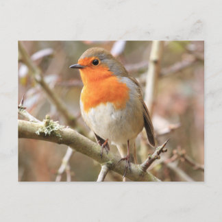 Carte Postale Chirpy Robin