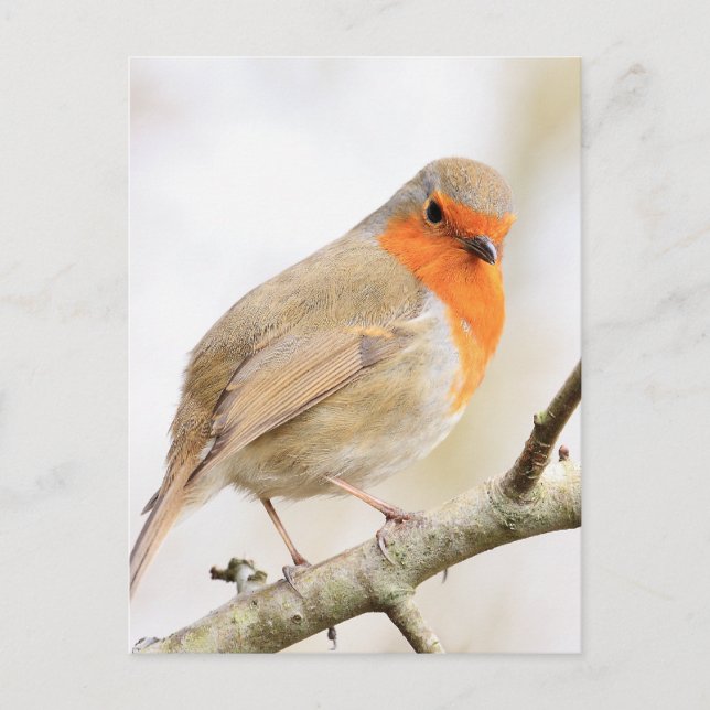 Carte Postale Chirpy Robin (Devant)