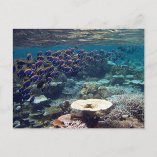 Carte postale - Chirurgien bleu en poudre Poisson