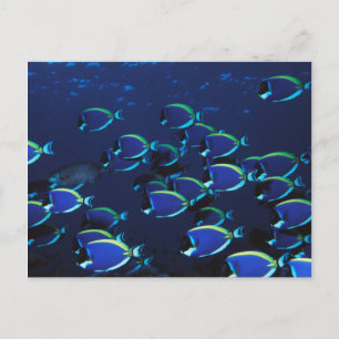 Carte Postale Chirurgien bleu poudre en banc