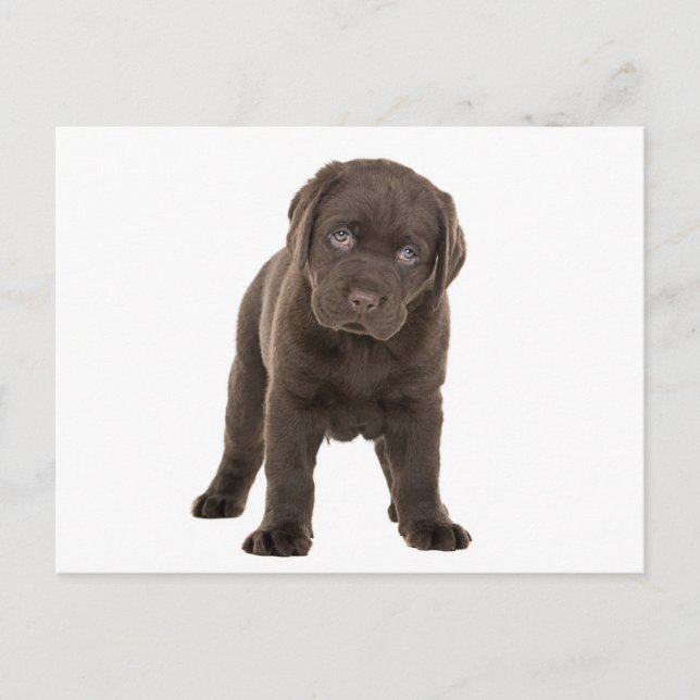 Carte Postale Chocolat Chunky Labrador Puppy (Devant)