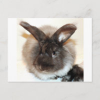Chocolat Français Angora Lapin Lapin Photo