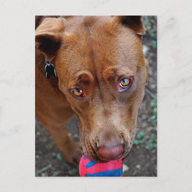 Carte Postale Chocolat Lab Pit Mélanger chien avec balle 2 (Devant)