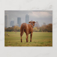 Chocolat Lab Pit Mix Chien - Austin TX