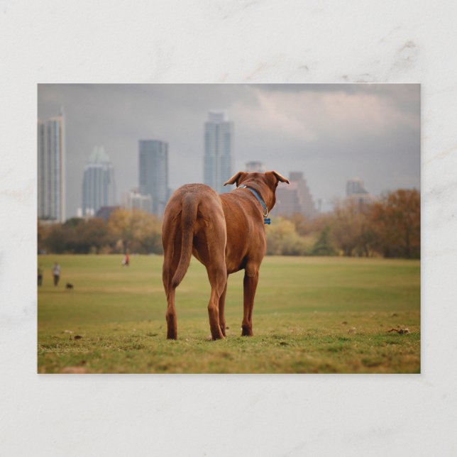 Carte Postale Chocolat Lab Pit Mix Chien - Austin TX (Devant)