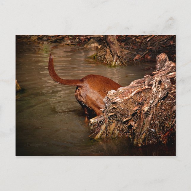 Carte Postale Chocolat Lab Pit Mix Chien creuser (Devant)