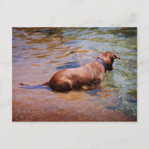 Carte Postale Chocolat Lab Pit Mix Chien Natation 10