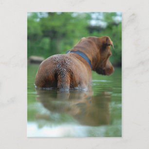 Carte Postale Chocolat Lab Pit Mix Chien Natation 4