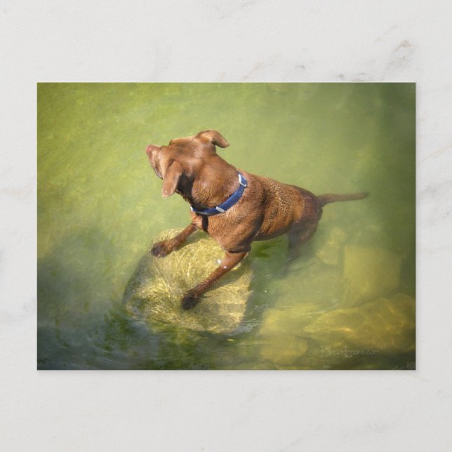 Carte Postale Chocolat Lab Pit Mix Chien Natation 6 (Devant)