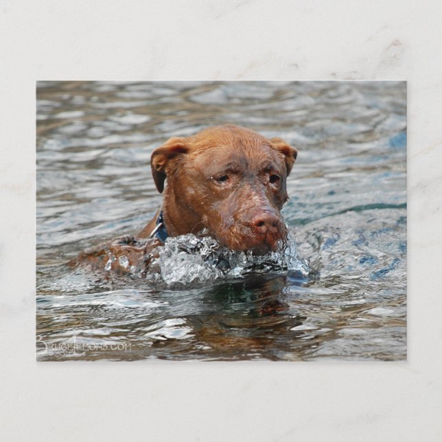 Carte Postale Chocolat Lab Pit Mix Chien Natation 7 (Devant)