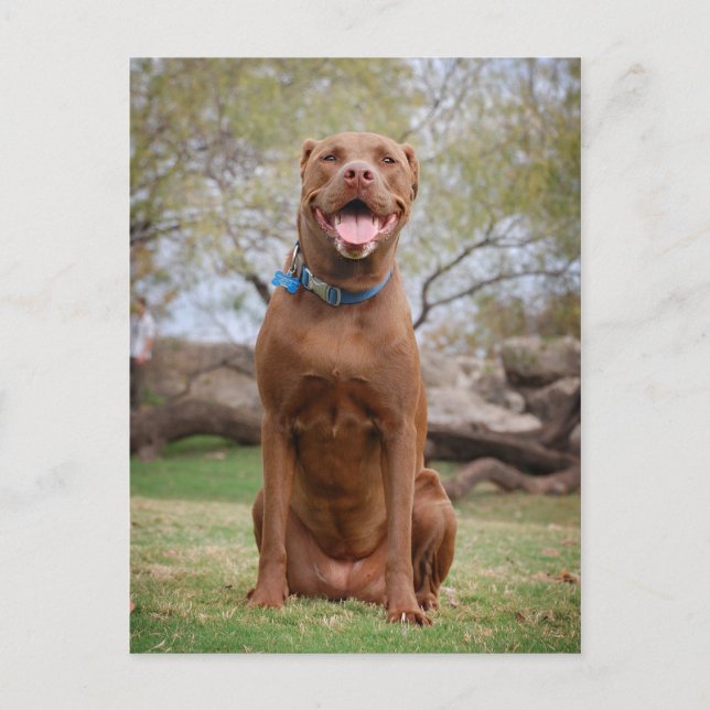 Carte Postale Chocolat Lab Pit Mix Chien Sourire 2 (Devant)