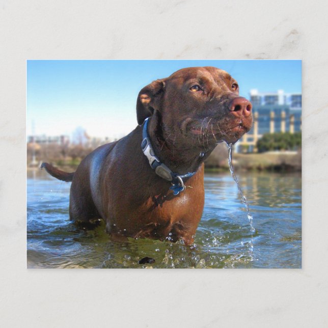 Carte Postale Chocolat Lab Pit Mix Dog Drooling (Devant)