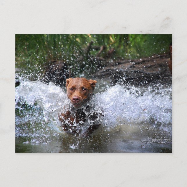 Carte Postale Chocolat Lab Pit Mix Dog Splashing 4 (Devant)