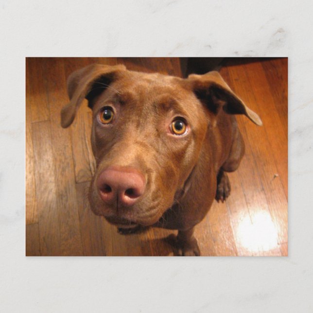 Carte Postale Chocolat Lab Poignée Chiot Revêtement (Devant)