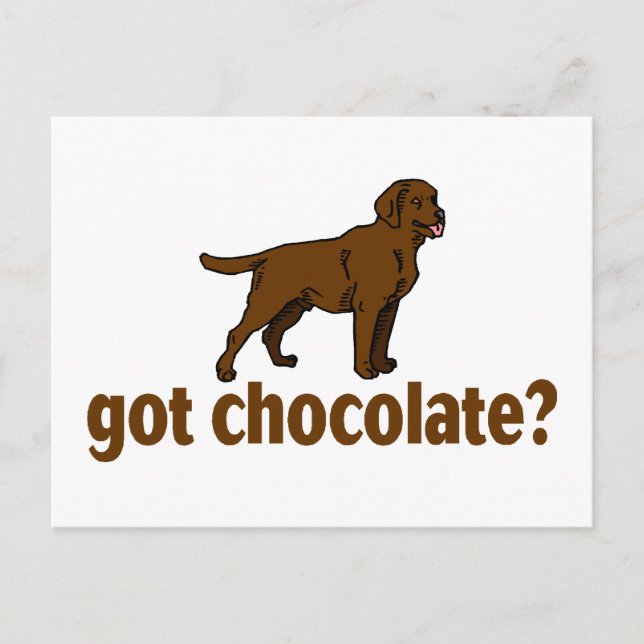 Carte Postale Chocolat Labrador (Devant)