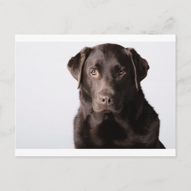 Carte Postale Chocolat Labrador (Devant)
