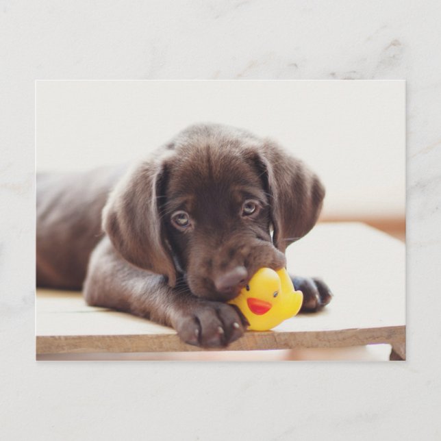 Carte Postale Chocolat Labrador Chiot Avec Canard De Jouet (Devant)