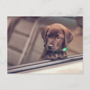 Carte Postale Chocolat Labrador Chiot En Voiture