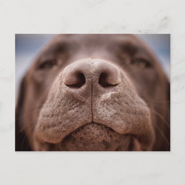 Carte Postale Chocolat Labrador Closeuse du nez (Devant)