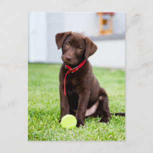 Carte Postale Chocolat Labrador Puppy Avec Tennis Ball