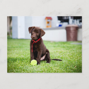 Carte Postale Chocolat Labrador Puppy Avec Tennis Ball