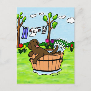 Carte Postale Chocolat Labrador Puppy Pool