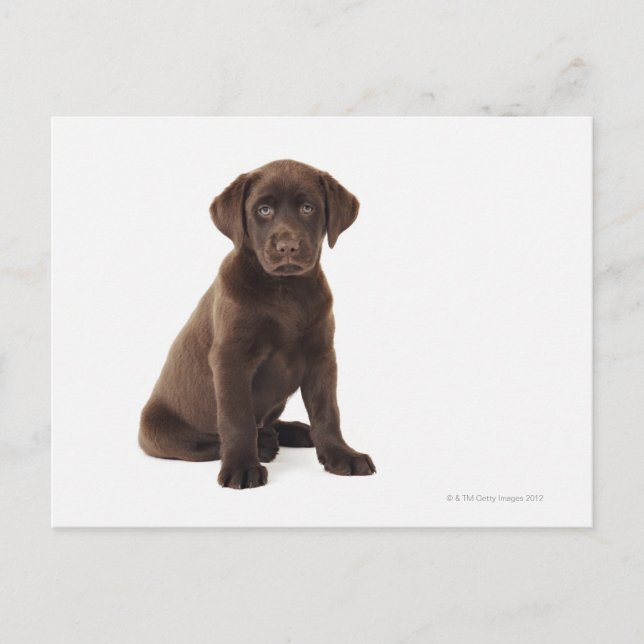 Carte Postale Chocolat Labrador Retriever Puppy (Devant)