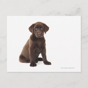 Carte Postale Chocolat Labrador Retriever Puppy