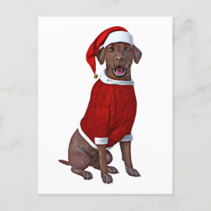 Carte Postale Chocolat Labrador Temps de Noël