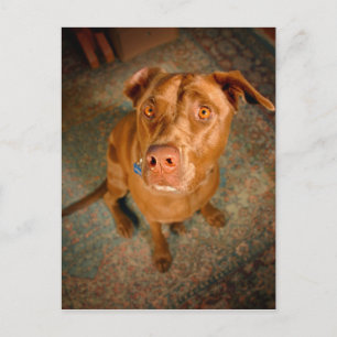 Carte Postale Chocolat toxique Lab Pit Mix Chien