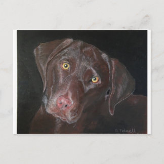 Carte Postale Chocolate Labrador