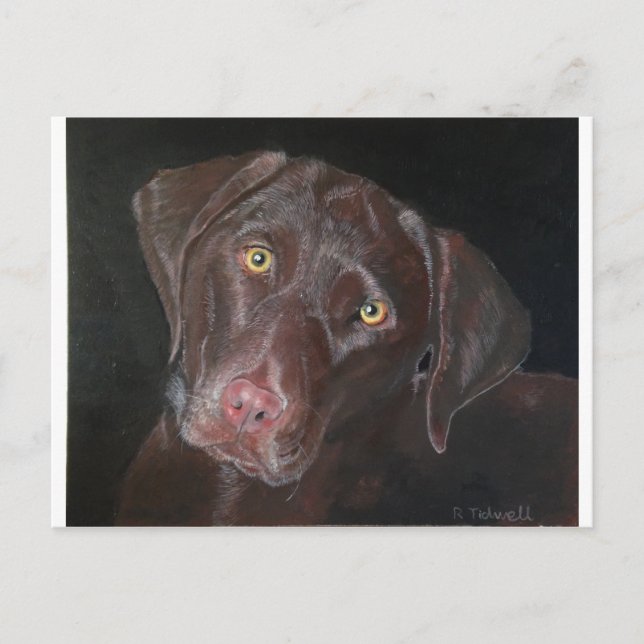Carte Postale Chocolate Labrador (Devant)