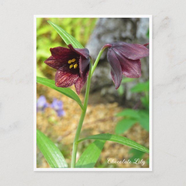 Carte Postale Chocolate Lily (Devant)