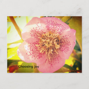 Carte Postale Choisir la joie. Helleborus (Rose de carême)