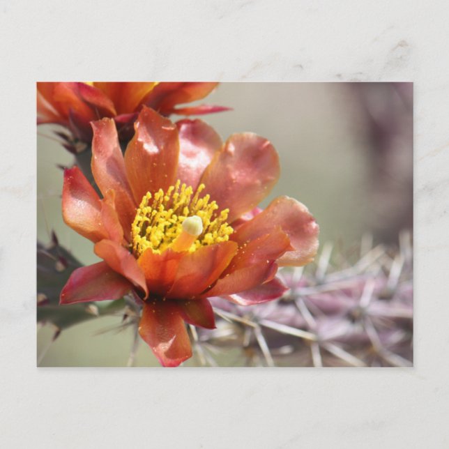 Carte postale Cholla Bloom (Devant)