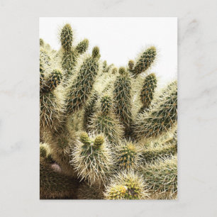 Carte Postale Cholla Cactus