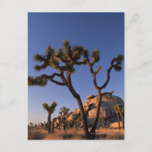 Carte Postale Cholla cactus and Cap Rock , Joshua Tree